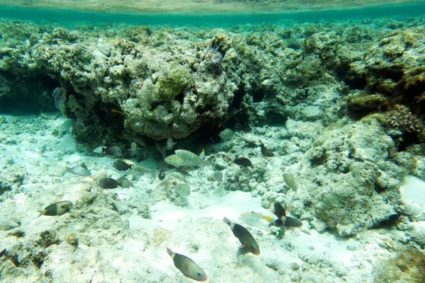 新喀里多尼亚珊瑚全景图 — 图库照片