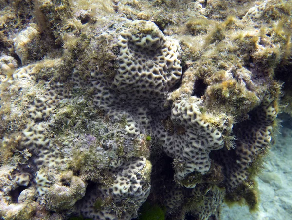 Panoramic View Corals New Caledonia — Stock Photo, Image