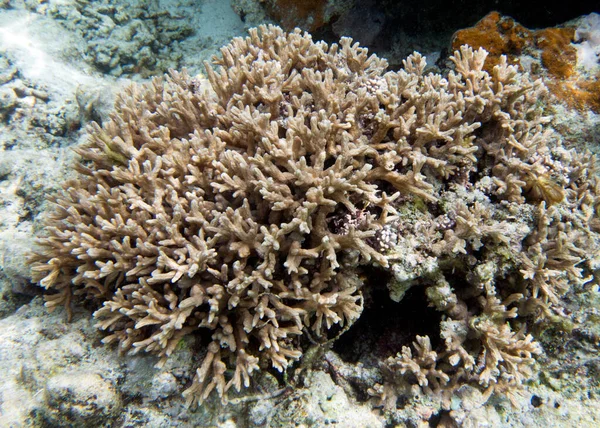 Panorámás Kilátás Korallokra Kaledóniában — Stock Fotó