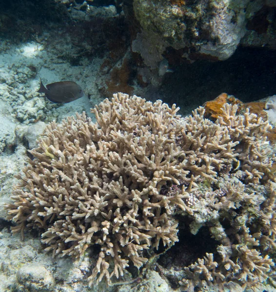 Vista Panorámica Los Corales Nueva Caledonia —  Fotos de Stock