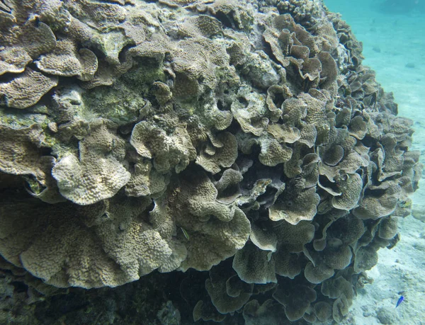 Yeni Kaledonya Daki Mercanların Panoramik Görüntüsü — Stok fotoğraf