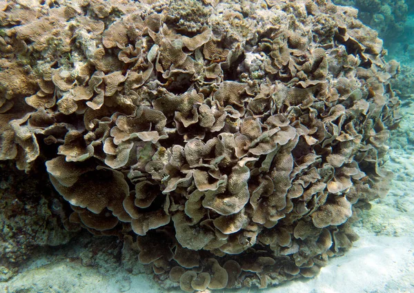 Πανοραμική Άποψη Των Κοραλλιών Στη Νέα Καληδονία — Φωτογραφία Αρχείου