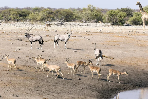Some Animals Waterhole Namibia — Stock Photo, Image