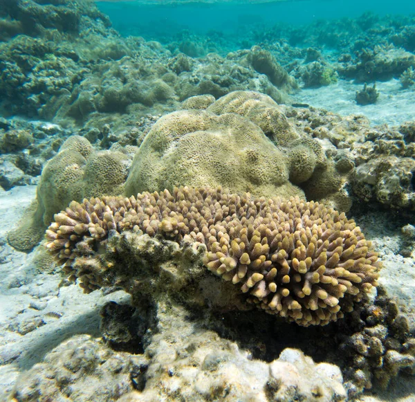Una Vista Del Arrecife Coral Nueva Caledonia —  Fotos de Stock