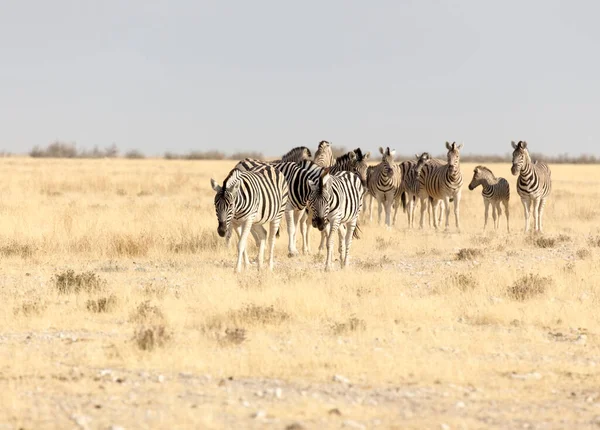 Hartmann Hegyi Zebra Nagy Csoportja Namíbiában — Stock Fotó