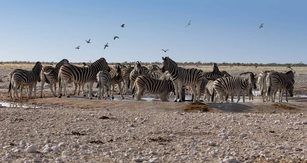 纳米比亚哈特曼山脉的大群斑马 — 图库照片