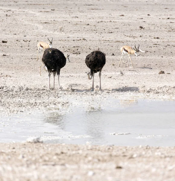 Utsikt Över Vanliga Strutsfåglar Namibia — Stockfoto