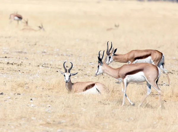 Widok Springbok Parku Namibii — Zdjęcie stockowe