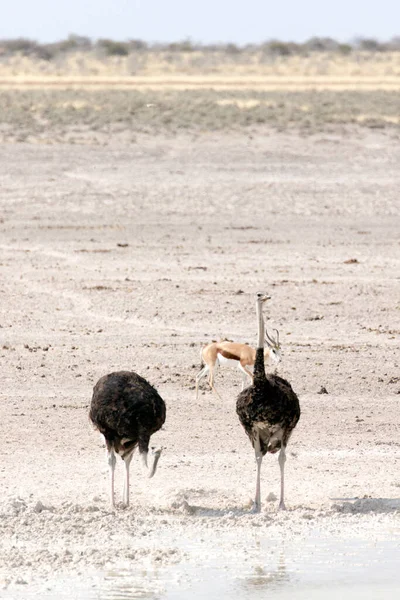 Blick Auf Straußenvögel Namibia — Stockfoto
