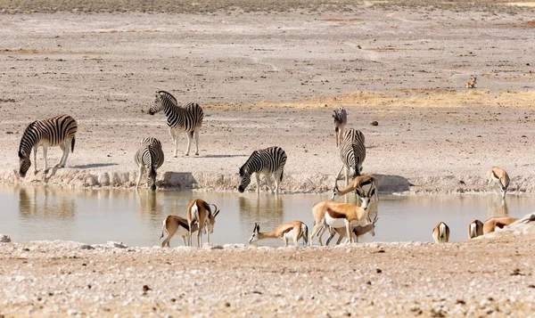 Néhány Állat Namíbiában Víznyelőnél — Stock Fotó