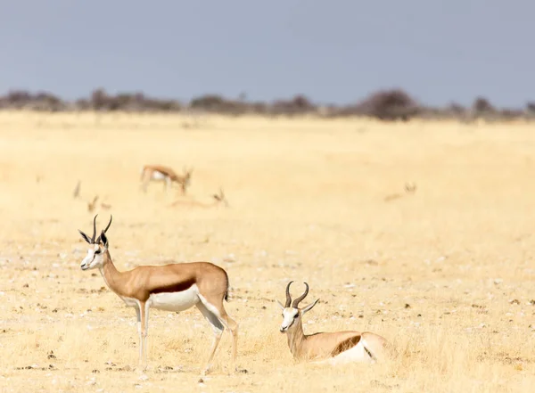 Blick Auf Springbock Einem Park Namibia Stockbild