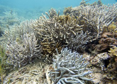 Yeni Kaledonya 'daki mercanların manzarası