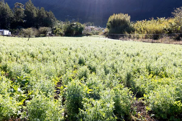 拉留尼旺岛小扁豆种植园景观 — 图库照片