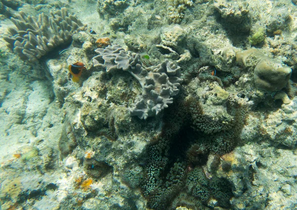 Över Koraller Nya Kaledonien — Stockfoto