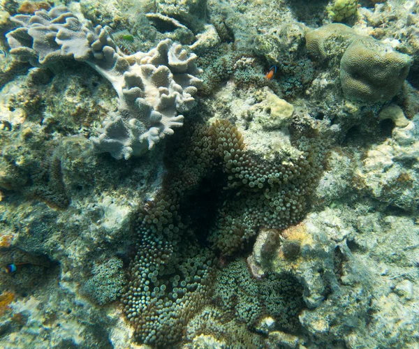 Över Koraller Nya Kaledonien — Stockfoto