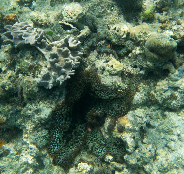 Korallok Látványa Kaledóniában — Stock Fotó