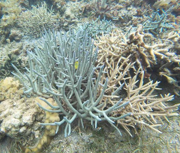 Вид Корали Новій Каледонії — стокове фото