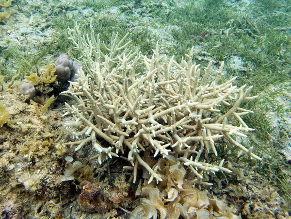 Una Vista Los Corales Nueva Caledonia —  Fotos de Stock