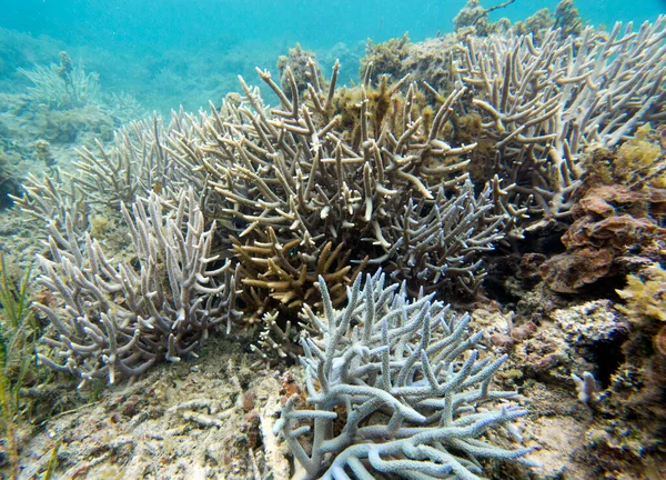 Una Vista Los Corales Nueva Caledonia —  Fotos de Stock