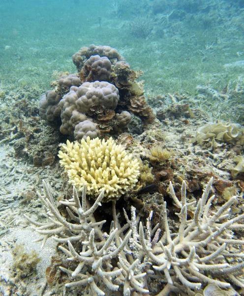 Yeni Kaledonya Daki Mercanların Manzarası — Stok fotoğraf