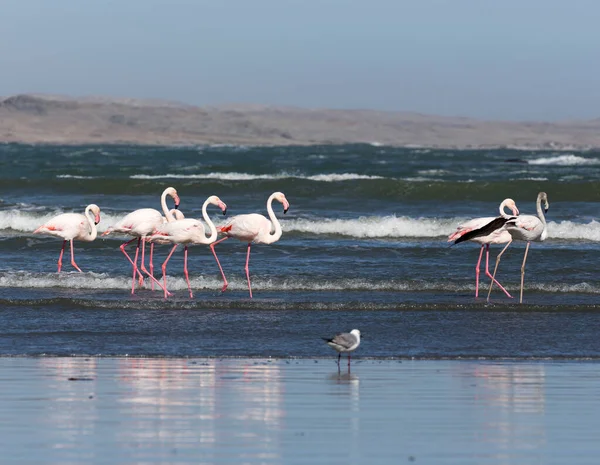 Вид Группы Красных Фламинго Небии — стоковое фото