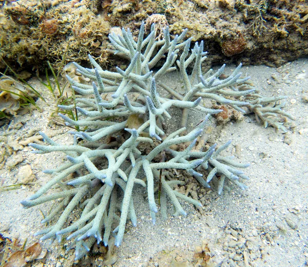 Una Vista Los Corales Nueva Caledonia — Foto de Stock