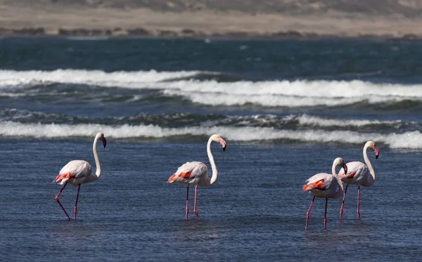 Över Grupp Röd Flamingo Namibia — Stockfoto
