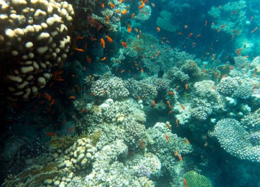 Sharm el Sheik, Mısır 'daki mercan resifinin manzarası