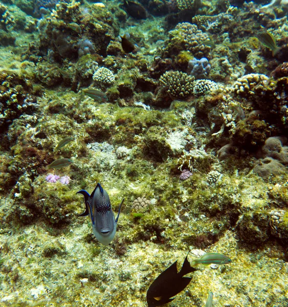 エジプト シャルム シェイクのサンゴ礁の眺め — ストック写真