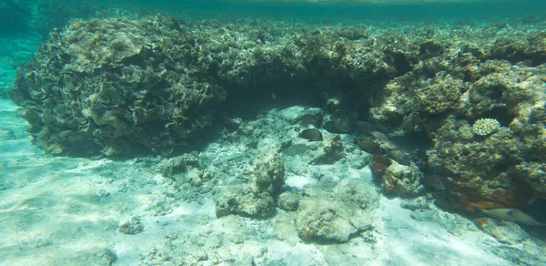 Widok Koralowce Lagunie Nowej Kaledonii — Zdjęcie stockowe