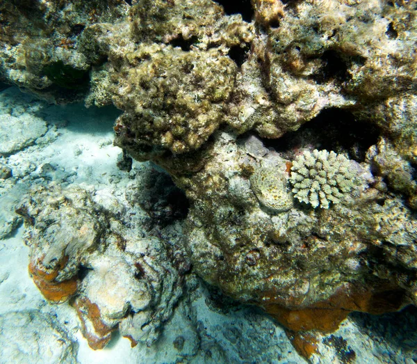 View Coral Lagoon New Caledonia — Stock Photo, Image