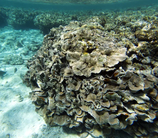 Blick Auf Korallen Der Lagune Von Neukaledonien — Stockfoto