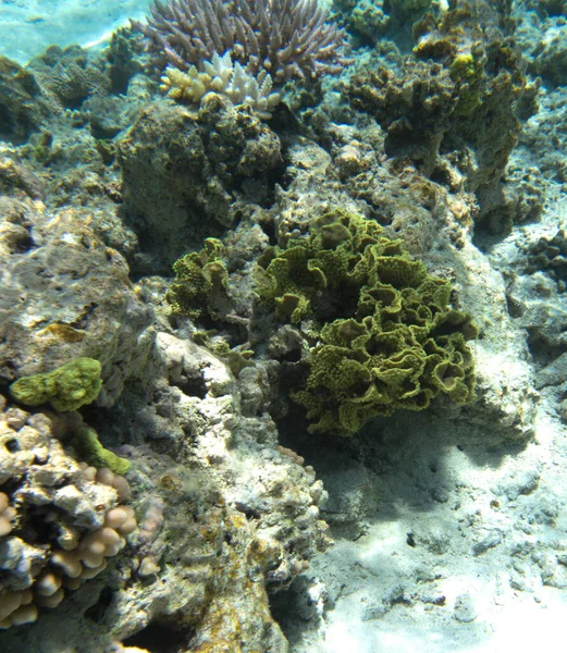 View Coral Lagoon New Caledonia — Fotografia de Stock