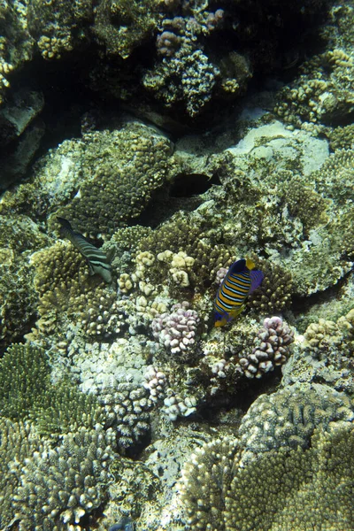 Vue Récif Corallien Sharm Sheik Egypte — Photo