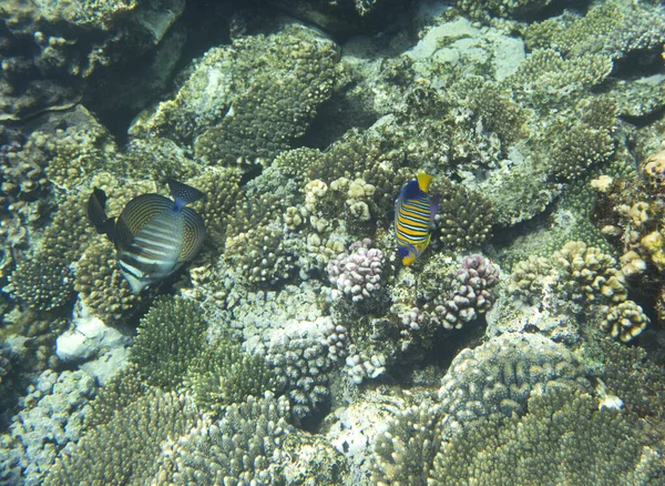 エジプト シャルム シェイクのサンゴ礁の眺め — ストック写真