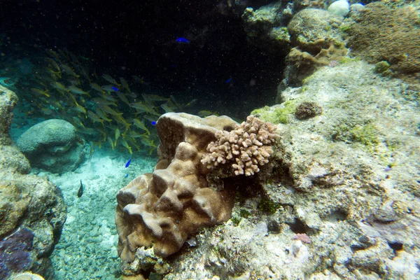 Yeni Kaledonya Nın Göletindeki Mercan Manzarası — Stok fotoğraf