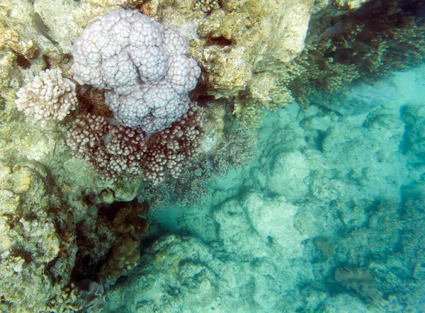 Blick Auf Korallen Der Lagune Von Neukaledonien — Stockfoto