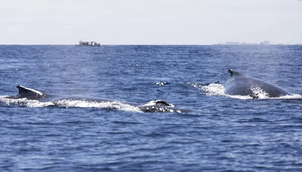 法国拉留尼汪海中的鲸鱼观 — 图库照片