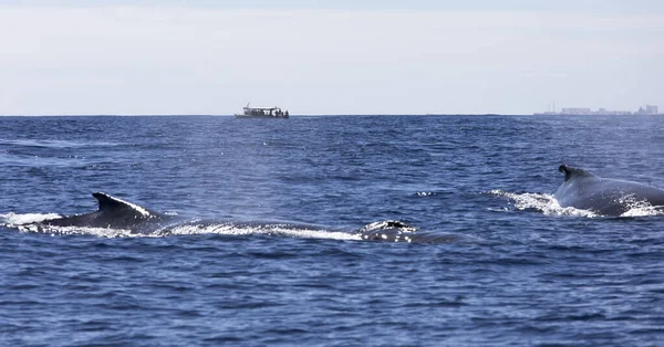 法国拉留尼汪海中的鲸鱼观 — 图库照片