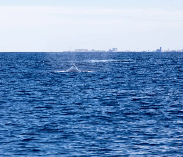 프랑스 레위니옹의 바다에 고래의 — 스톡 사진