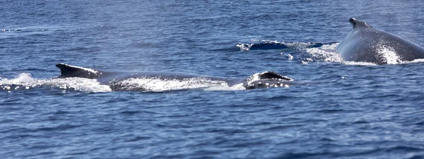 Veduta Della Balena Nel Mare Reunion Francia — Foto Stock