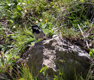 View of a coal tit bird while eating a worm