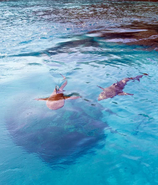 ニューカレドニアの海でサメを見る — ストック写真