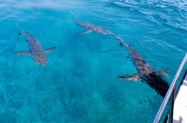 Vista Tubarão Mar Nova Caledónia — Fotografia de Stock