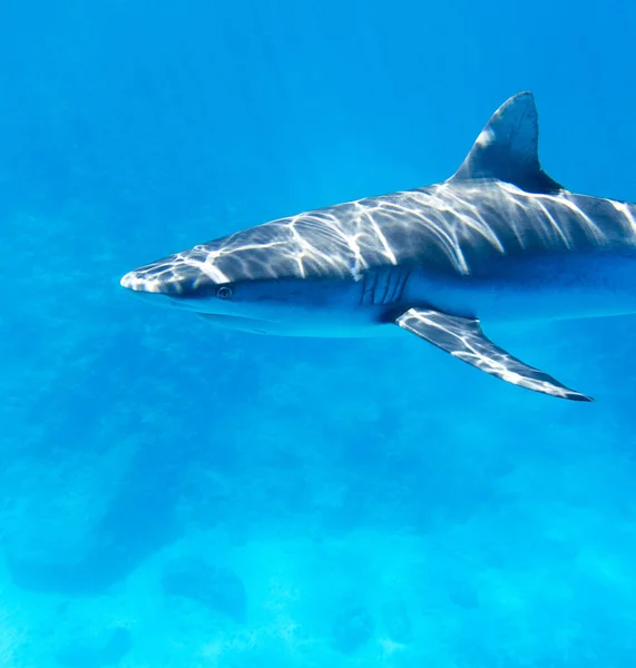 Blick Auf Einen Hai Meer Neukaledoniens — Stockfoto