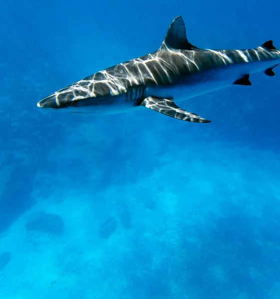 Vue Requin Dans Mer Nouvelle Calédonie — Photo