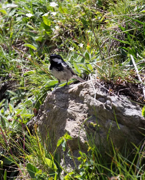 View Coal Tit Bird While Eating Worm — Stockfoto