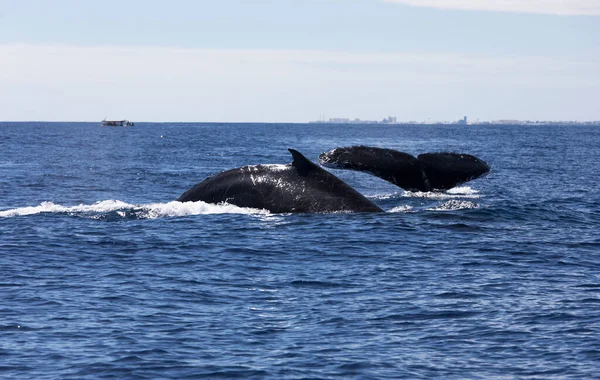 レユニオン海でのクジラの眺め フランス — ストック写真