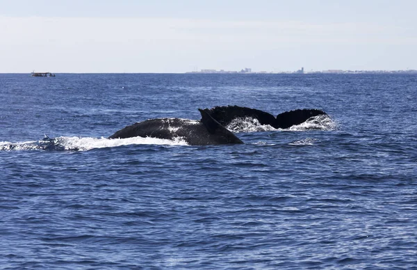 Вид Китов Море Реюньон Франция — стоковое фото