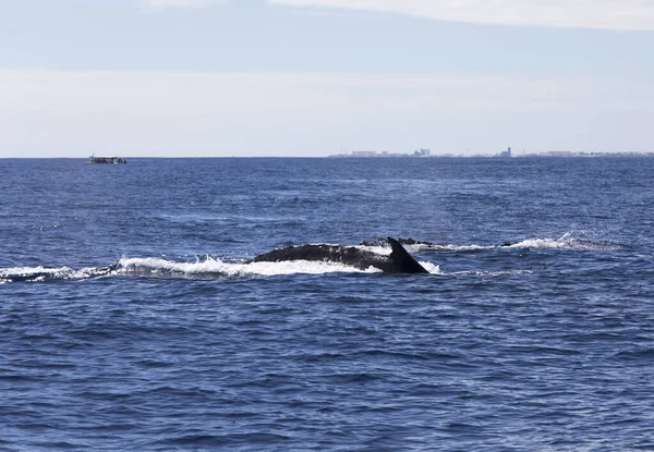 Vue Baleine Réunion Mer France — Photo